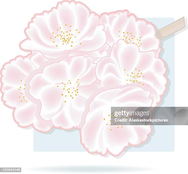 pink cherrytwig - cherry tree stock illustrations