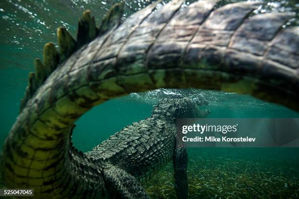 under the tail - australian saltwater crocodile ストックフォトと画像