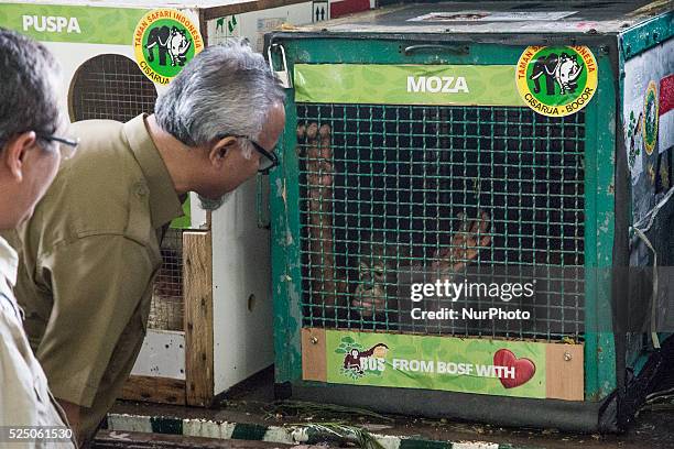 Officer from Indonesian Ministry of Forrestry ignore the rule using making masker near the orang utans that will returned home, they have already...