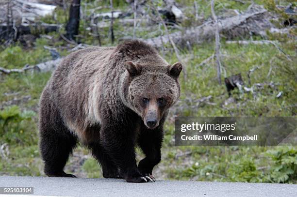 Large grizzly bear in Yellowstone National Park along the East Entrance Road.As the grizzly population recovers the bears are expanding back into...