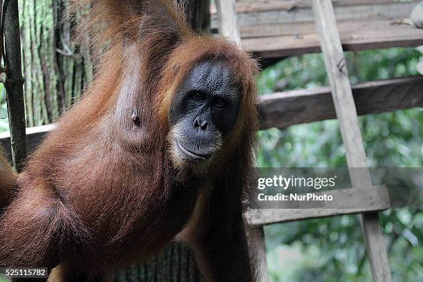 Sumatran Orangutan located in forest areas Gunung Leuser National Park, Langkat, Sumatra, Indonesia, on Tuesday, November 18, 2014. Experts predict...