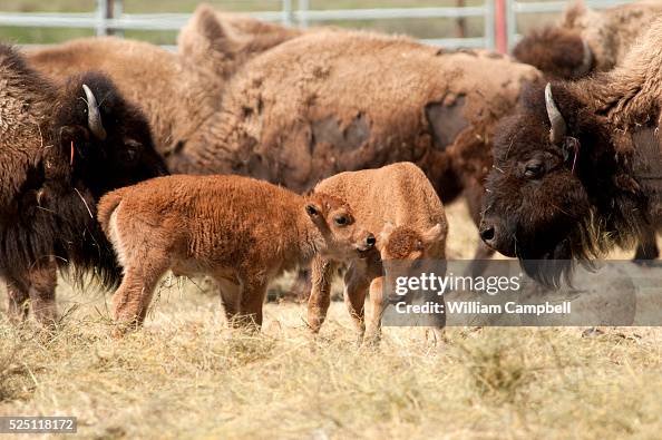 Bison Color Baby bison born in May 2012 in the genetically pure bison herd moved ...