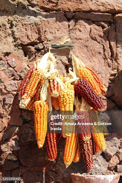 corn cobs hanging - artenara fotografías e imágenes de stock