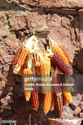 Corn cobs hanging Corn cobs hanging