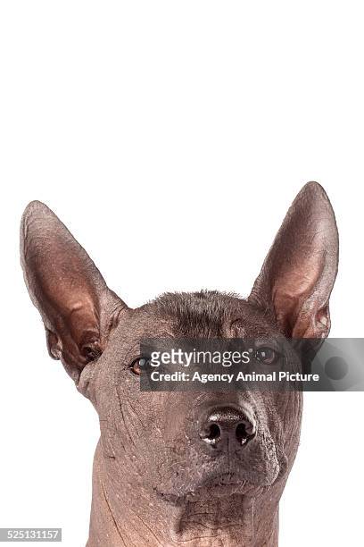 62 fotos e imágenes de Xoloitzcuintle - Getty Images