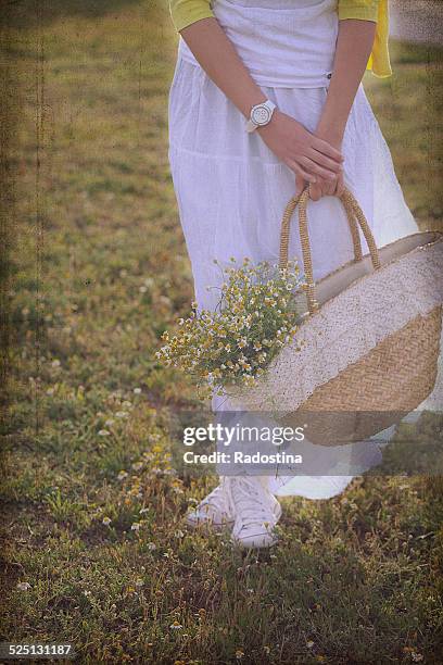 woman with a basket of chamomile - chamomile tea bag stock pictures, royalty-free photos & images