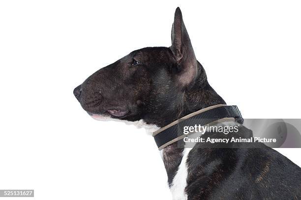 bull terrier miniature - bull terrier stock pictures, royalty-free photos & images