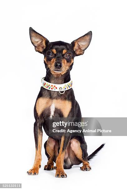 Frog Ratter Dog 63 Prager Rattler Stock Photos, High-Res Pictures, and Images - Getty ...