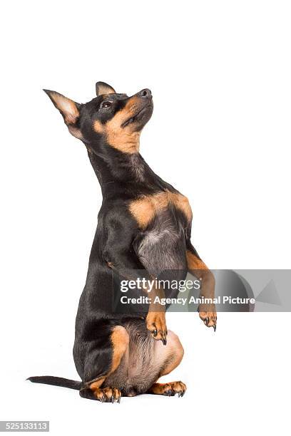 Prat Ratter 67 Prague Ratter Stock Photos, High-Res Pictures, and Images - Getty Images