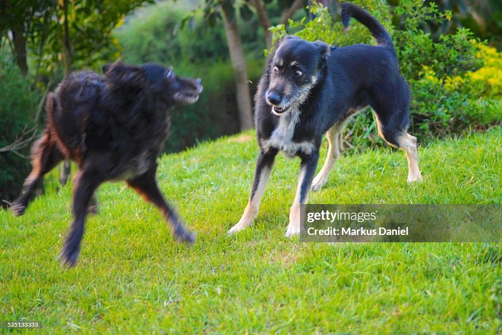 Two Mutts Black Mutt Dog