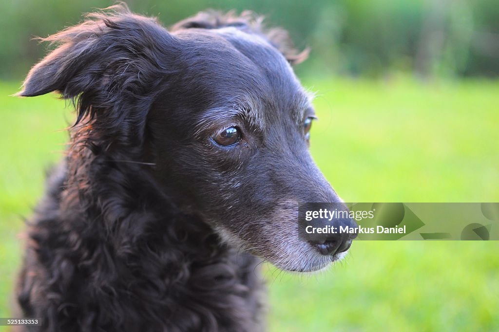 Closeup of Black Mutt Dog sitting in the Grass