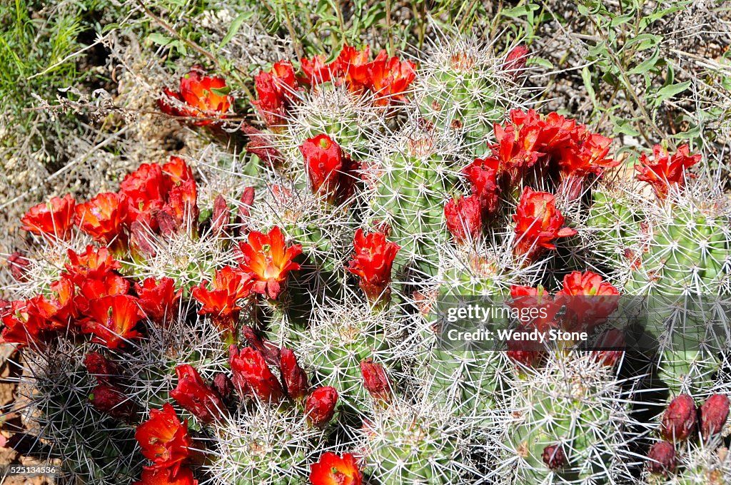 High desert flowers, trees and shrubs
