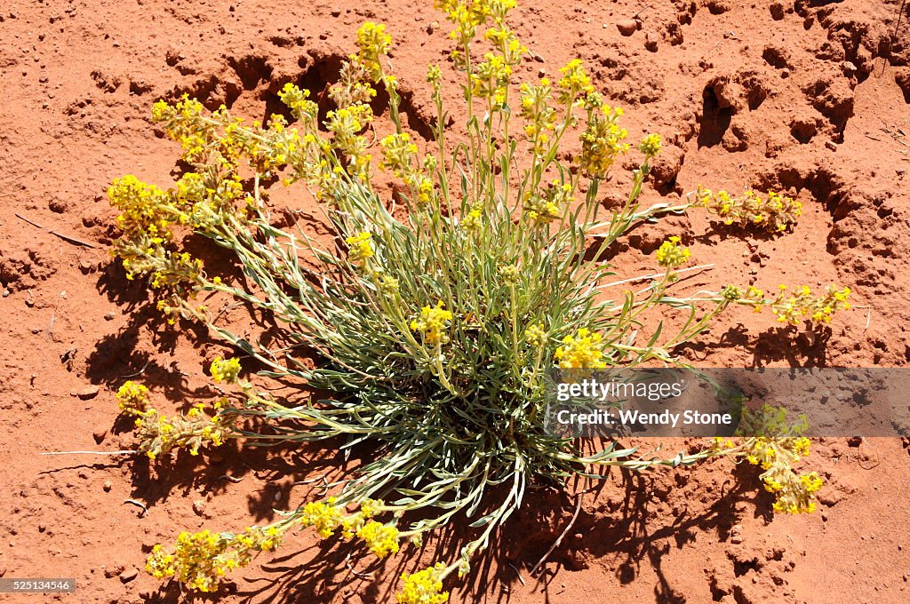 High desert flowers, trees and shrubs