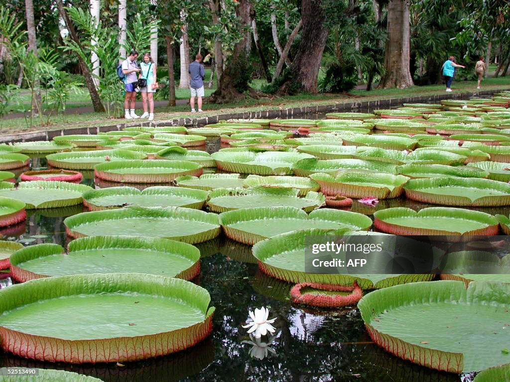 Tourists admire giant water lillies in t