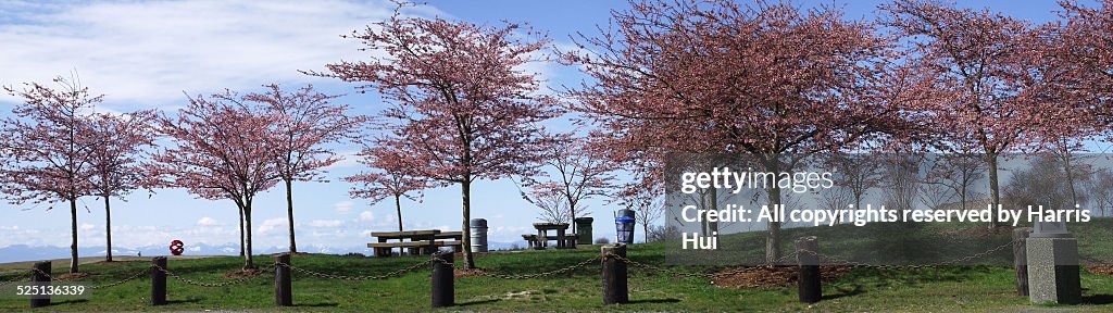 Panoramic cherry blossoms Garry Point