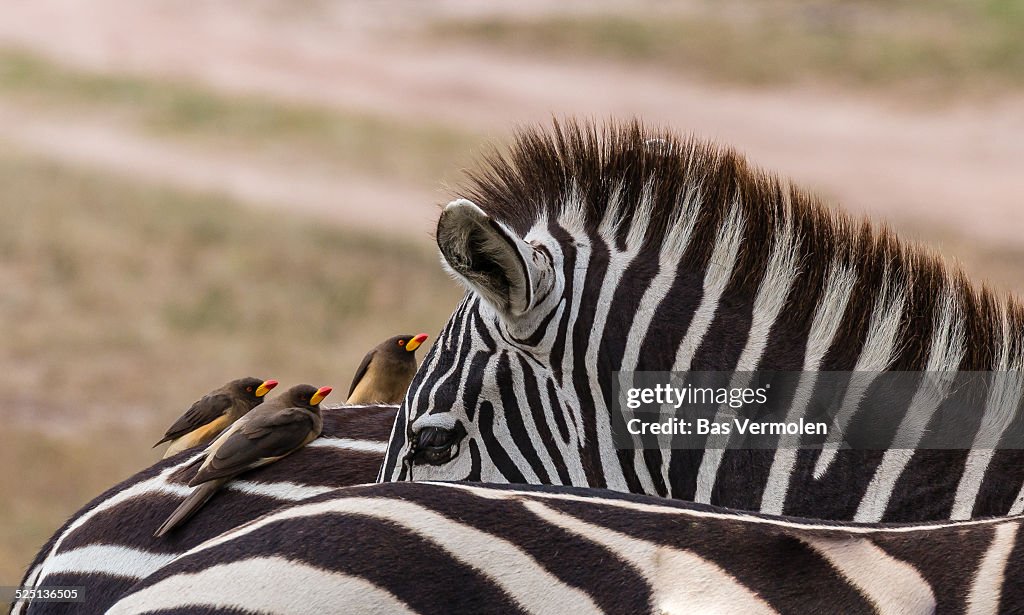 Zebra's and passengers