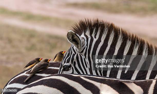 zebra's and passengers - buphagus africanus stock pictures, royalty-free photos & images