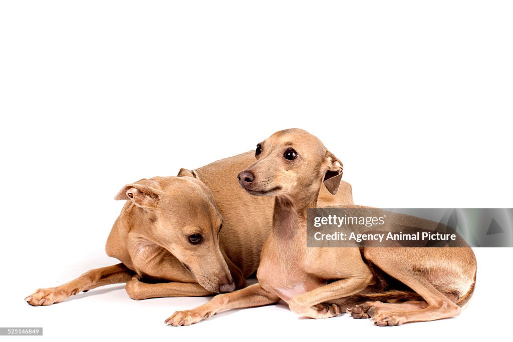 Italian greyhound