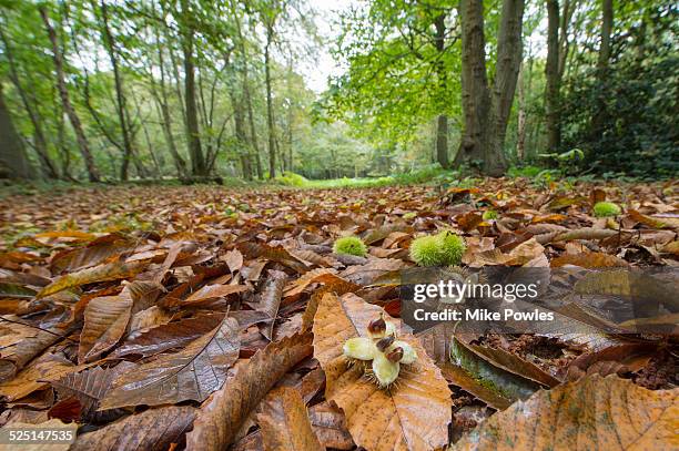 sweet chestnut, husks and fruit, norfolk - castagno foto e immagini stock