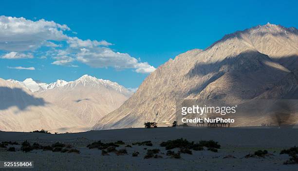 Visitors ride on Double-humped Bactrian camels at Sand Dunes leisure park at Nubra Valley in Ladakh, India on August 14, 2015.