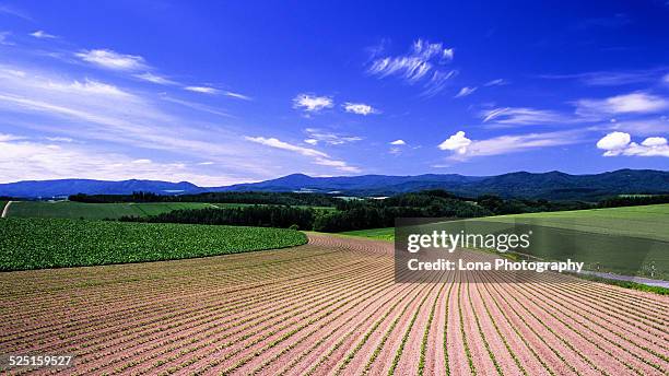 potato field - hokkaido potato stock pictures, royalty-free photos & images