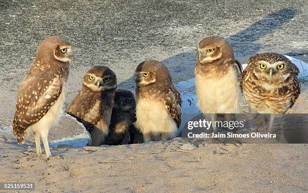big owl family - holenuil stockfoto's en -beelden