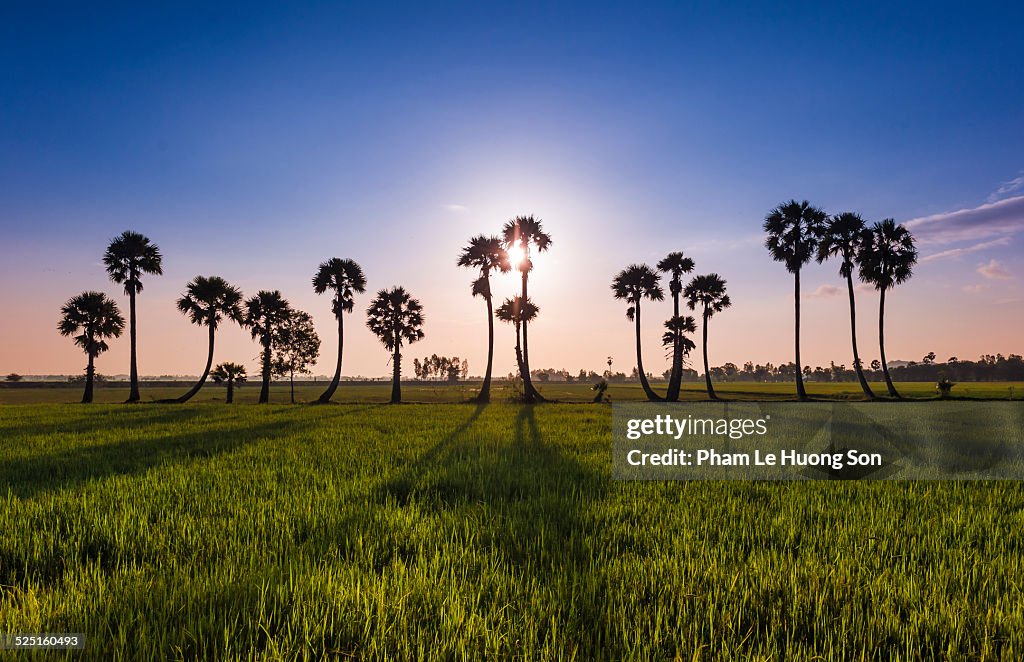 Sunrise on the rice paddy with the palm trees