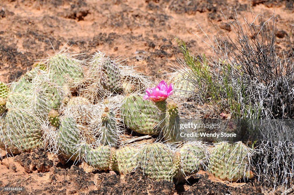 High desert flowers, trees and shrubs