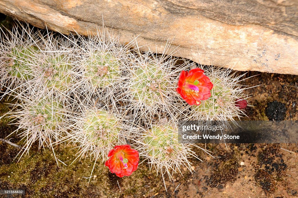 High desert flowers, trees and shrubs