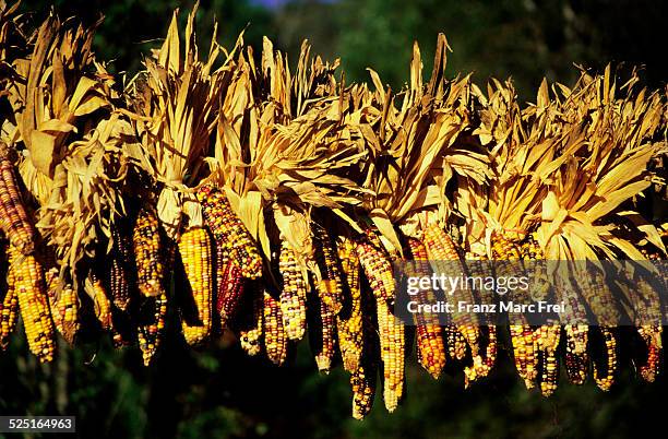 dried corn at a farmers market - indian corn stock-fotos und bilder