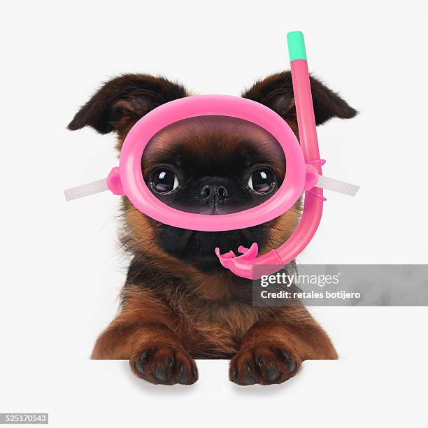 puppy with snorkeling equipment - dog mask stock pictures, royalty-free photos & images