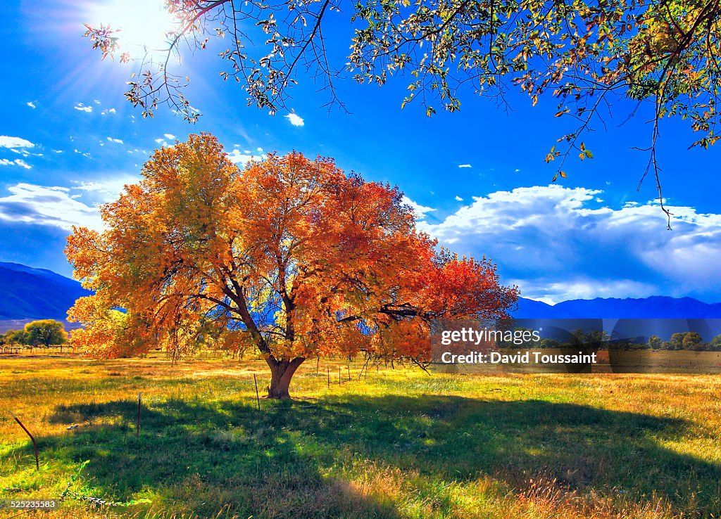 The Bishop Tree in Fall