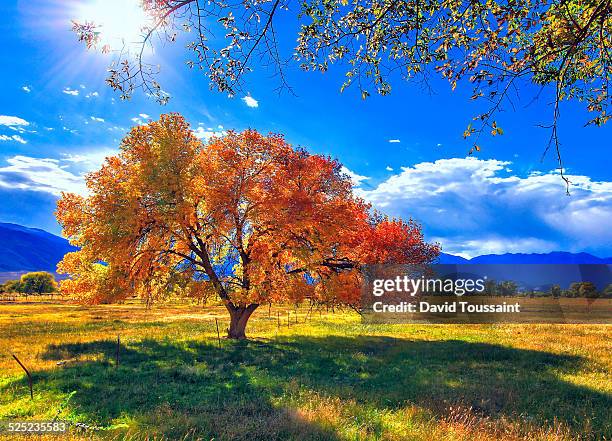 the bishop tree in fall - bishop stock pictures, royalty-free photos & images