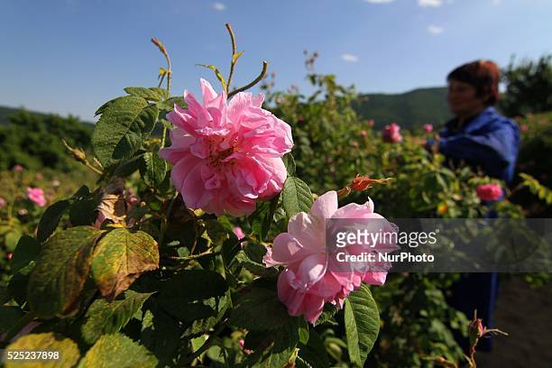 People gather roses in the early morning near the Bulgarian town of Strelcha, some 100 kilometers east of the Bulgarian capital Sofia, Saturday, May...