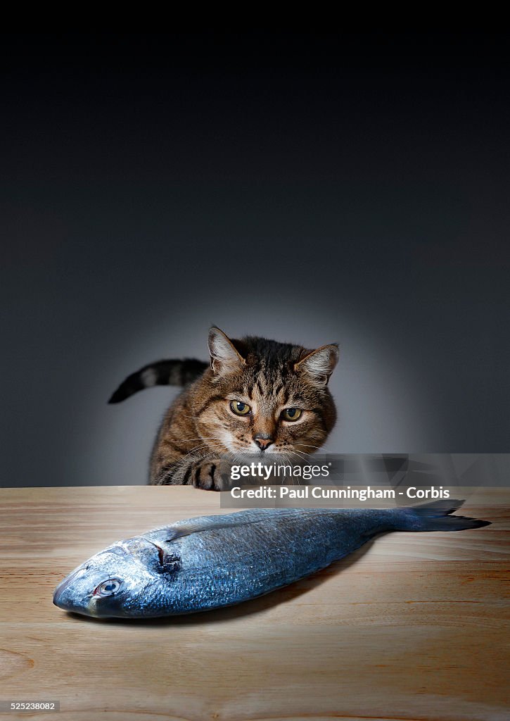 Tortoiseshell Tom Cat see's a fresh on the kitchen table. Number 1 of ...