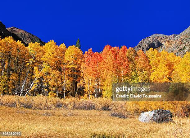 fall colors in lundy canyon - lundy canyon stock pictures, royalty-free photos & images