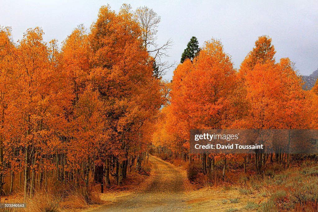 Peak Fall colors in Lundy Canyon