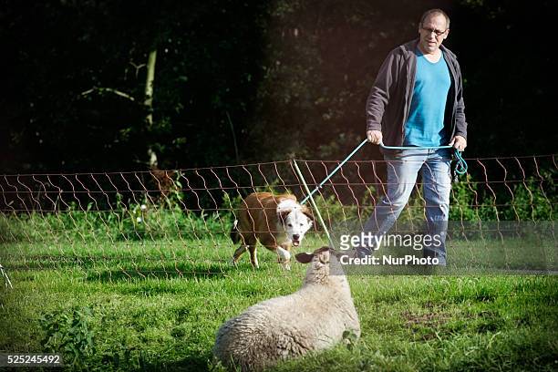 Sheep are seen eating gras near the border of The Hague in Leidschendam, The Netherlands on 19 September 2015. Farmers are encouraged by local...