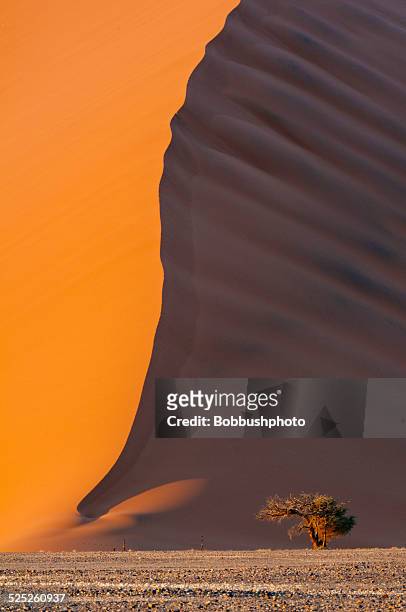 namibia sand dune and lone acadia - sossusvlei stock pictures, royalty-free photos & images