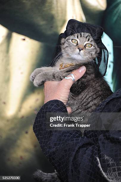 Keanu the Cat attends the premiere of Warner Bros.' 'Keanu' at ArcLight Cinemas Cinerama Dome on April 27, 2016 in Hollywood, California. .