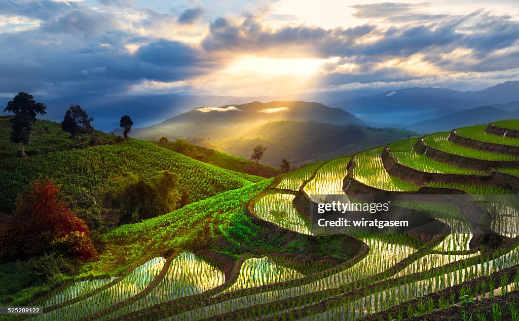 Mountain rice field at Chiang Mai, Thailand