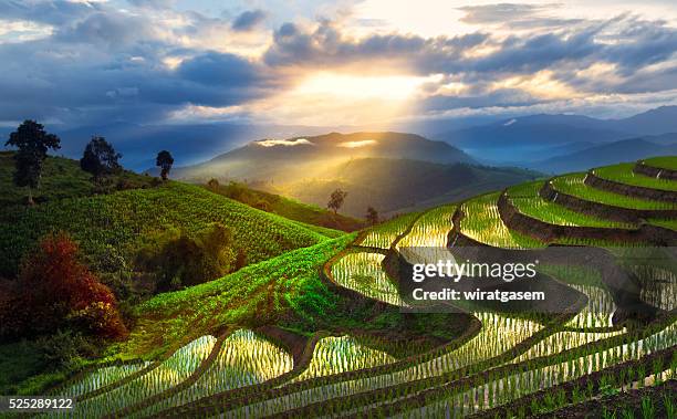 mountain rice field at chiang mai, thailand - terraced field stockfoto's en -beelden