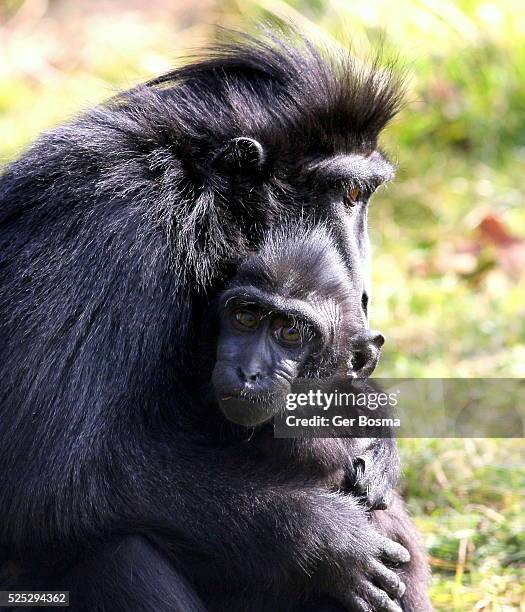 sulawesi crested macaque love - pluim stockfoto's en -beelden