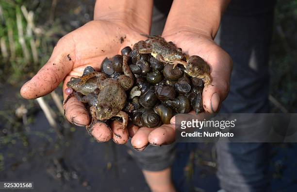 Naga woman show frogs and snails in her hand which she have catches from a water bedded paddy field for food at Khongnem Thana village in the...