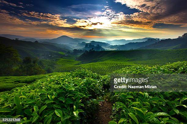 sunrise over tea farm - farm ストックフォトと画像