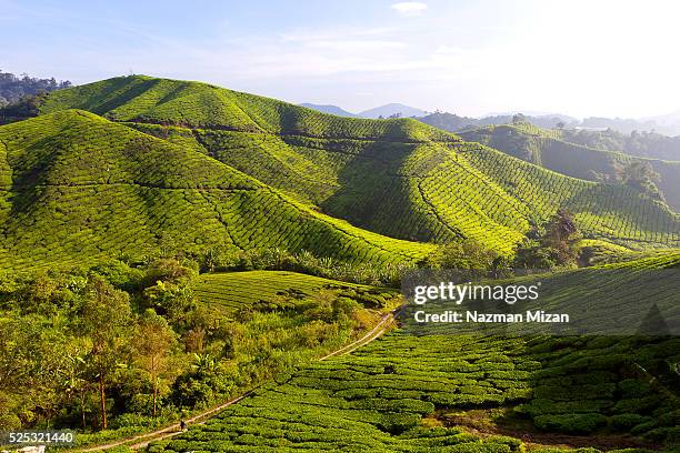 beautiful landscape - cameroon stock-fotos und bilder