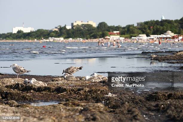 Sopot, Poland 17th, July, 2014 Due to the high temperature and flauta at sea, on the Sopot's Baltic Sea beach blue-green cyanobacteria algae bloomed....