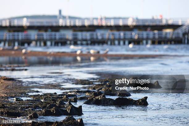 Sopot, Poland 17th, July, 2014 Due to the high temperature and flauta at sea, on the Sopot's Baltic Sea beach blue-green cyanobacteria algae bloomed....