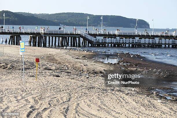 Sopot, Poland 17th, July, 2014 Due to the high temperature and flauta at sea, on the Sopot's Baltic Sea beach blue-green cyanobacteria algae bloomed....