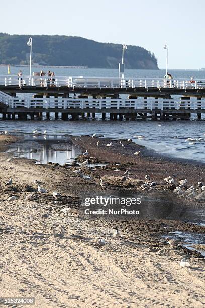 Sopot, Poland 17th, July, 2014 Due to the high temperature and flauta at sea, on the Sopot's Baltic Sea beach blue-green cyanobacteria algae bloomed....